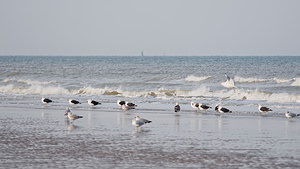 Larus fuscus (Laridae)  - Goéland brun - Lesser Black-backed Gull Nord [France] 01/01/2015en compagnie d'autres go?lands (G argent?)