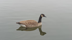 Branta canadensis (Anatidae)  - Bernache du Canada - Canada Goose Nord [France] 18/02/2015 - 20m