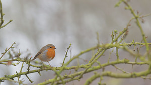 Erithacus rubecula (Muscicapidae)  - Rougegorge familier - European Robin Nord [France] 18/02/2015 - 20m