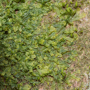 Metzgeria furcata (Metzgeriaceae)  Nord [France] 13/02/2015 - 30m