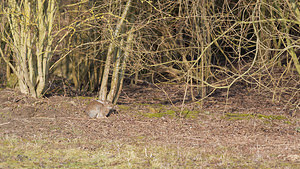 Oryctolagus cuniculus (Leporidae)  - Lapin de garenne - European Rabbit Nord [France] 05/02/2015 - 20m