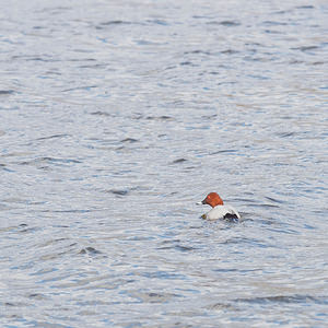 Aythya ferina (Anatidae)  - Fuligule milouin - Common Pochard Nord [France] 04/03/2015 - 20m