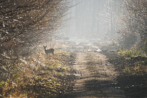 Capreolus capreolus Chevreuil européen, Chevreuil, Brocard (mâle), Chevrette (femelle) Roe Deer