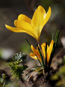 Crocus flavus (Iridaceae)  - Crocus jaune Nord [France] 05/03/2015 - 20mEsp?ce horticole ?