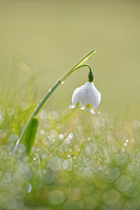 Leucojum vernum (Amaryllidaceae)  - Nivéole de printemps, Nivéole printanière - Spring Snowflake  [France] 07/03/2015 - 160m