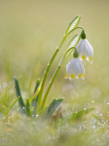 Leucojum vernum (Amaryllidaceae)  - Nivéole de printemps, Nivéole printanière - Spring Snowflake  [France] 07/03/2015 - 160m