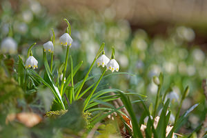 Leucojum vernum (Amaryllidaceae)  - Nivéole de printemps, Nivéole printanière - Spring Snowflake  [France] 07/03/2015 - 170m