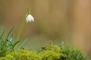 Leucojum vernum (Amaryllidaceae)  - Nivéole de printemps, Nivéole printanière - Spring Snowflake  [France] 07/03/2015 - 170m