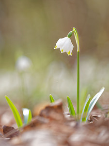 Leucojum vernum (Amaryllidaceae)  - Nivéole de printemps, Nivéole printanière - Spring Snowflake Ardennes [France] 07/03/2015 - 150m