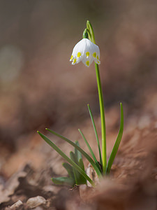 Leucojum vernum (Amaryllidaceae)  - Nivéole de printemps, Nivéole printanière - Spring Snowflake Ardennes [France] 07/03/2015 - 150m