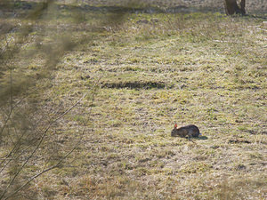 Oryctolagus cuniculus (Leporidae)  - Lapin de garenne - European Rabbit Nord [France] 13/03/2015 - 20m