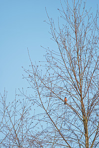 Pyrrhula pyrrhula (Fringillidae)  - Bouvreuil pivoine - Eurasian Bullfinch Marne [France] 08/03/2015 - 220m