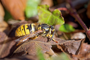 Vespula vulgaris (Vespidae)  - Guêpe commune - Common Wasp, Common yellow jacket Ardennes [France] 07/03/2015 - 150m