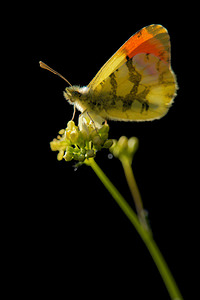 Anthocharis euphenoides Aurore de Provence