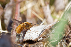 Bombylius major (Bombyliidae)  - Grand bombyle - Bee Fly Nord [France] 07/04/2015 - 40m