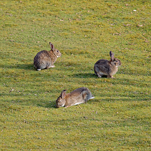 Oryctolagus cuniculus (Leporidae)  - Lapin de garenne - European Rabbit Nord [France] 07/04/2015 - 30m