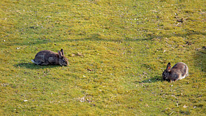 Oryctolagus cuniculus (Leporidae)  - Lapin de garenne - European Rabbit Nord [France] 07/04/2015 - 30m