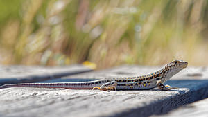 Acanthodactylus erythrurus (Lacertidae)  El Condado [Espagne] 10/05/2015 - 20m