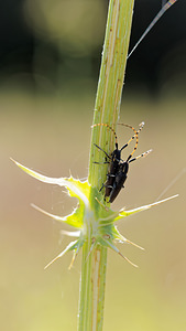 Agapanthia annularis (Cerambycidae)  El Condado [Espagne] 09/05/2015 - 10m