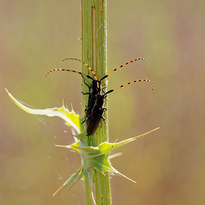 Agapanthia annularis (Cerambycidae)  El Condado [Espagne] 09/05/2015 - 10m