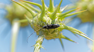 Agapanthia irrorata (Cerambycidae)  - Agapanthie perlée El Condado [Espagne] 09/05/2015 - 10m