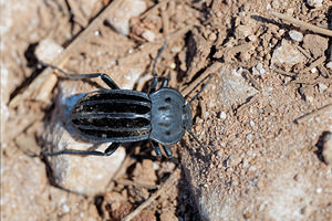 Alphasida sanchezgomezi (Tenebrionidae)  Valle del Guadalhorce [Espagne] 07/05/2015 - 340m