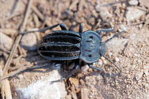 Alphasida sanchezgomezi (Tenebrionidae)  Valle del Guadalhorce [Espagne] 07/05/2015 - 340m