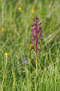 Anacamptis laxiflora (Orchidaceae)  - Anacamptide à fleurs lâches, Orchis à fleurs lâches - Loose-flowered Orchid Sierra de Cadix [Espagne] 09/05/2015 - 890m