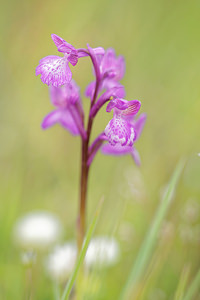 Anacamptis morio x Anacamptis papilionacea (Orchidaceae)  - Hybride entre lAnacamptide bouffon et lAnacamptide papilionacéeAnacamptis morio x Anacamptis papilionacea. Pyrenees-Orientales [France] 02/05/2015 - 30m