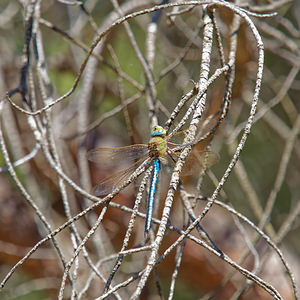 Anax imperator (Aeshnidae)  - Anax empereur - Emperor Dragonfly Valle del Guadalhorce [Espagne] 07/05/2015 - 330m