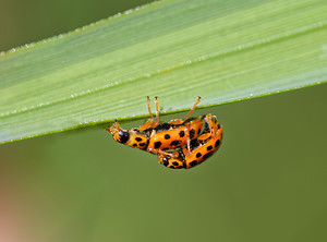 Anisosticta novemdecimpunctata (Coccinellidae)  - Coccinelle à dix-neuf points - 19-spot Ladybird Landes [France] 17/05/2015 - 20m