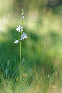 Anthericum baeticum (Asparagaceae)  - Phalangère bétique Sierra de Cadix [Espagne] 09/05/2015 - 900m