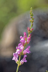 Antirrhinum australe (Plantaginaceae)  - Muflier austral Nororma [Espagne] 06/05/2015 - 610m