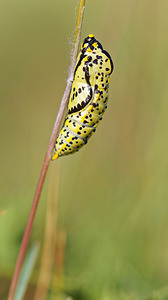 Aporia crataegi (Pieridae)  - Gazé Sierra de Cadix [Espagne] 08/05/2015 - 1100m