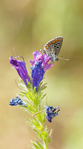 Aricia agestis (Lycaenidae)  - Collier-de-corail, Argus brun - Brown Argus El Condado [Espagne] 09/05/2015 - 10m