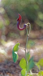 Aristolochia baetica (Aristolochiaceae)  - Andalusian Dutchman's Pipe Valle del Guadalhorce [Espagne] 08/05/2015 - 350m