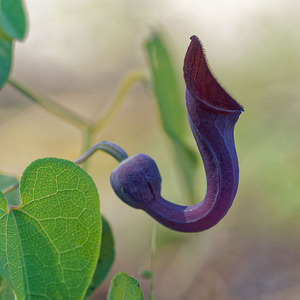 Aristolochia baetica (Aristolochiaceae)  - Andalusian Dutchman's Pipe Valle del Guadalhorce [Espagne] 08/05/2015 - 350m