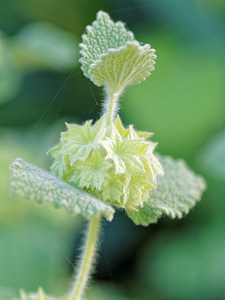 Ballota hirsuta (Lamiaceae)  - Ballote hérissée, Ballote hirsute, Marrube hérissé Nororma [Espagne] 05/05/2015 - 600m