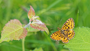 Boloria selene (Nymphalidae)  - Petit Collier argenté - Small Pearl-bordered Fritillary Gironde [France] 17/05/2015 - 80m