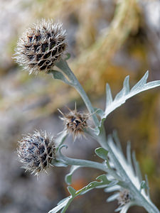 Centaurea clementei (Asteraceae)  - Centaurée de Clemente Nororma [Espagne] 05/05/2015 - 680m