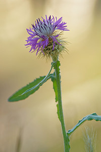 Centaurea seridis (Asteraceae)  - Centaurée à feuilles dendive Comarca de Alhama [Espagne] 11/05/2015 - 850m