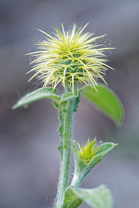 Centaurea seridis (Asteraceae)  - Centaurée à feuilles dendive Comarca de Alhama [Espagne] 11/05/2015 - 850m