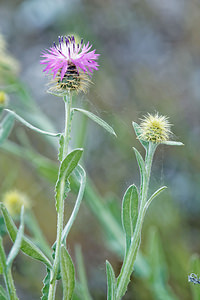 Centaurea seridis (Asteraceae)  - Centaurée à feuilles dendive Comarca de Alhama [Espagne] 11/05/2015 - 850m