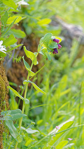 Cerinthe major (Boraginaceae)  - Grand mélinet, Mélinet élevé, Grand Cérinthe, Cérinthe élevé - Greater Honeywort Sierra de Cadix [Espagne] 08/05/2015 - 800m