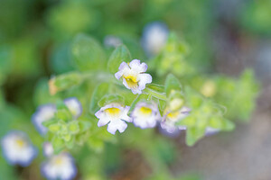 Chaenorhinum villosum (Plantaginaceae)  - Chénorrhine velue, Petite linaire velue, Petite linaire glanduleuse Nororma [Espagne] 06/05/2015 - 650m