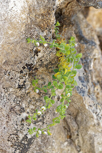 Chaenorhinum villosum (Plantaginaceae)  - Chénorrhine velue, Petite linaire velue, Petite linaire glanduleuse Nororma [Espagne] 06/05/2015 - 660m