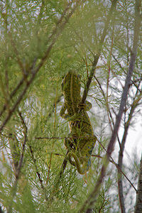 Chamaleo chamaleon (Chamaeleonidae)  - Caméléon commun - Chamaleon Comarca de la Costa Granadina [Espagne] 13/05/2015