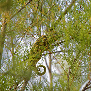 Chamaleo chamaleon (Chamaeleonidae)  - Caméléon commun - Chamaleon Comarca de la Costa Granadina [Espagne] 13/05/2015