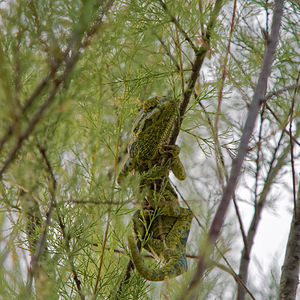 Chamaleo chamaleon (Chamaeleonidae)  - Caméléon commun - Chamaleon Comarca de la Costa Granadina [Espagne] 13/05/2015