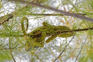 Chamaleo chamaleon (Chamaeleonidae)  - Caméléon commun - Chamaleon Comarca de la Costa Granadina [Espagne] 13/05/2015